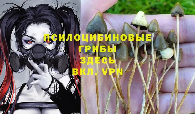 Галлюциногенные грибы MAGIC MUSHROOMS  KRAKEN ONION  Михайловск 